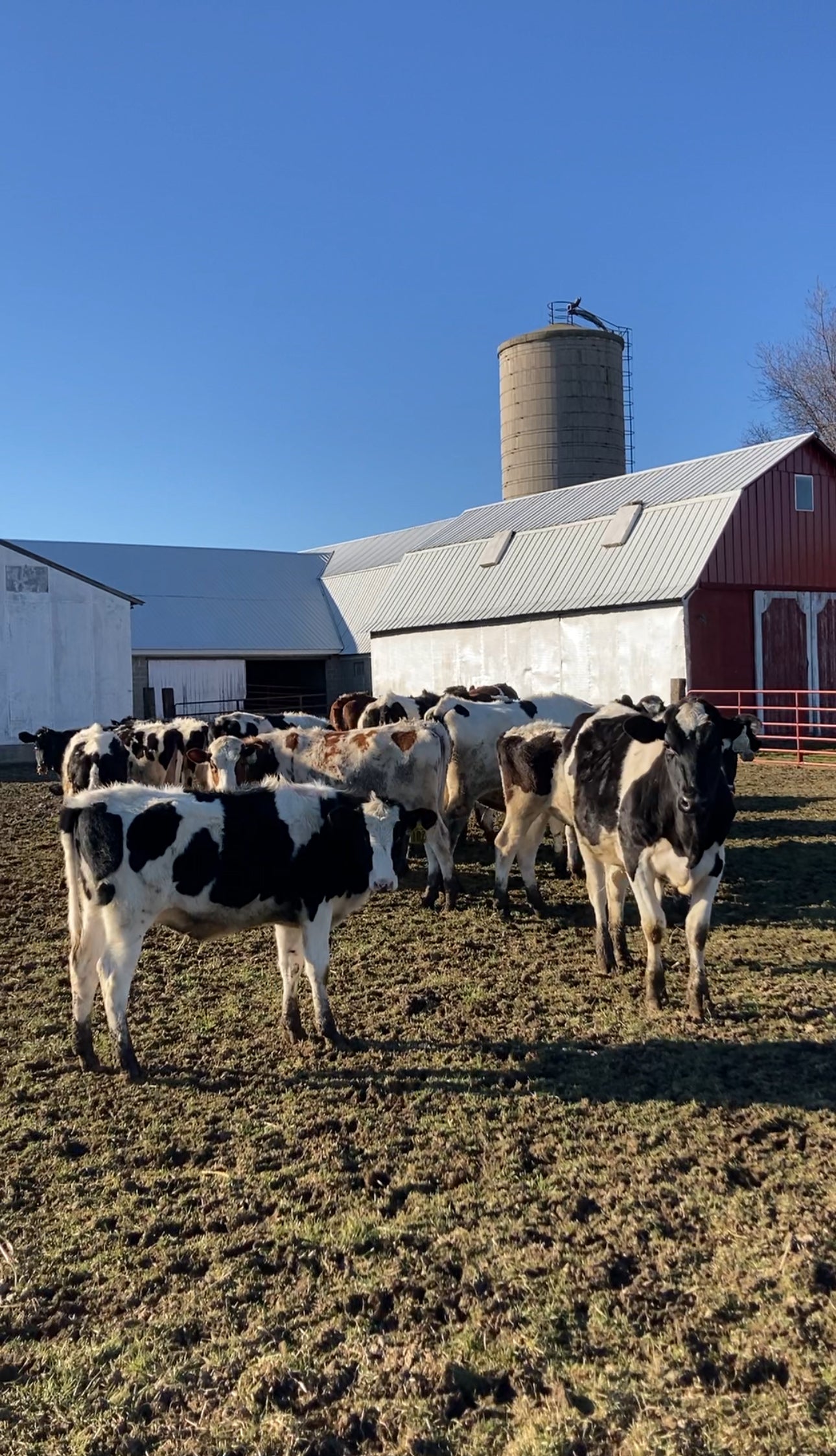 holy cow indiana t shirt