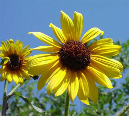 Sunflower Soap | A Wild Soap Bar - InRugCo Studio & Gift Shop