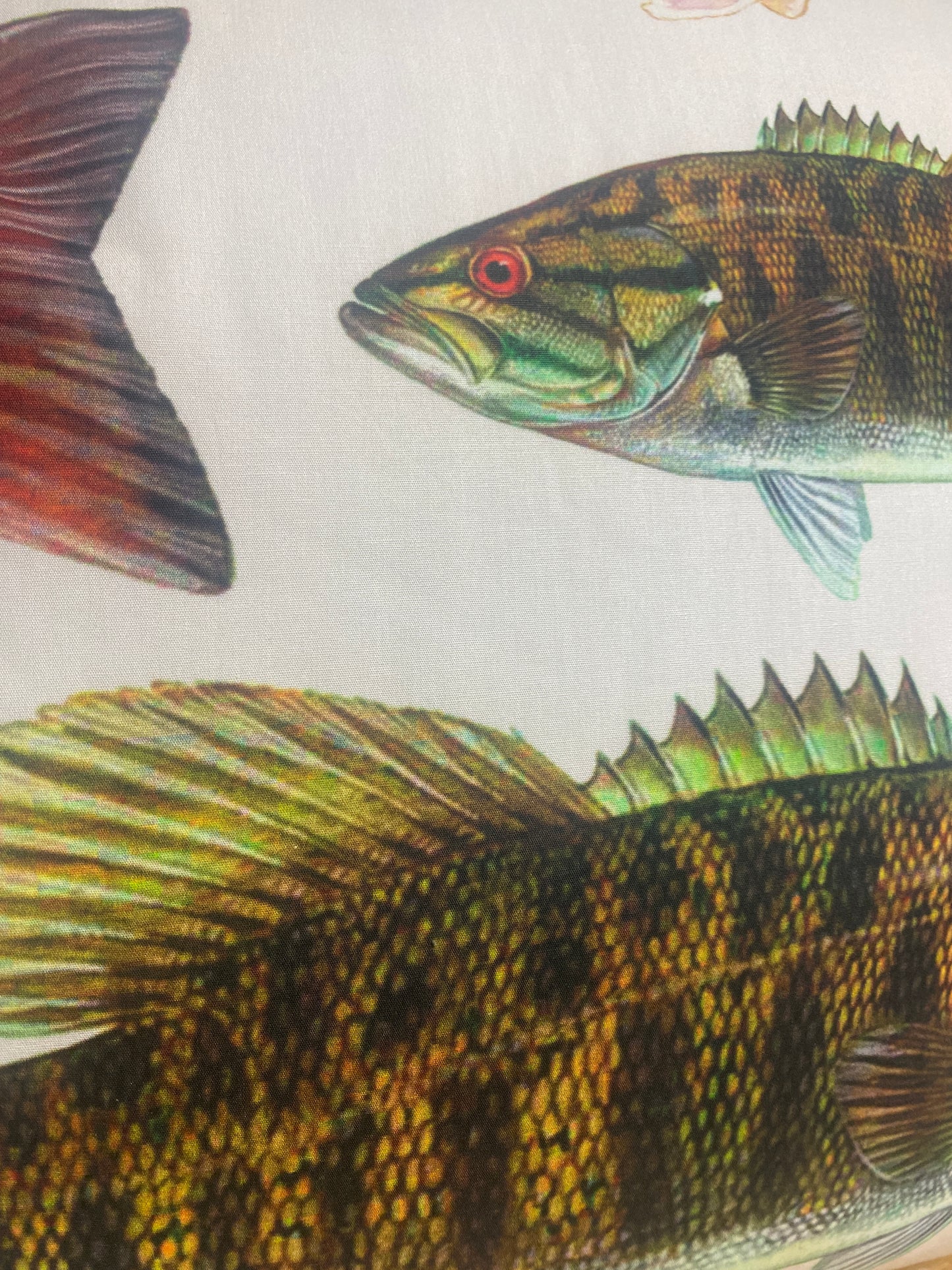 big fish fabric