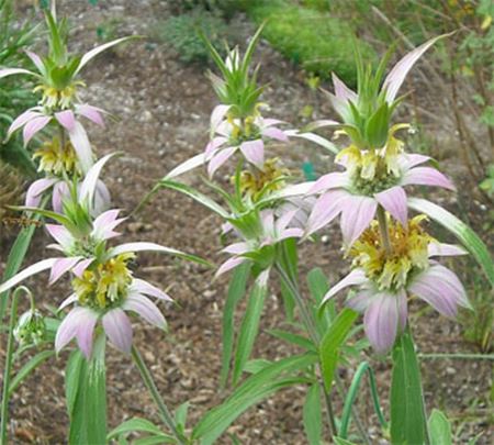 horsemint awsb