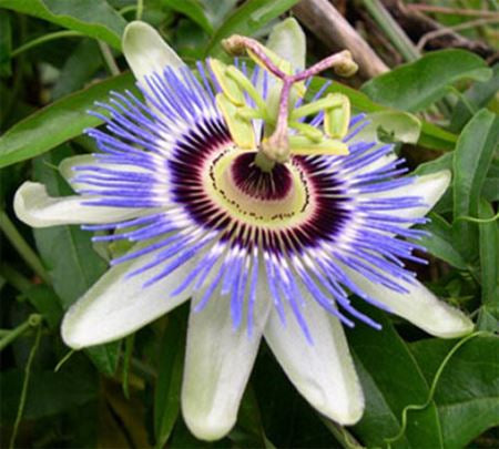 Passionflower Soap | A Wild Soap Bar - InRugCo Studio & Gift Shop