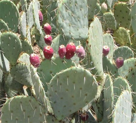 Prickly Pear Soap | A Wild Soap Bar - InRugCo Studio & Gift Shop