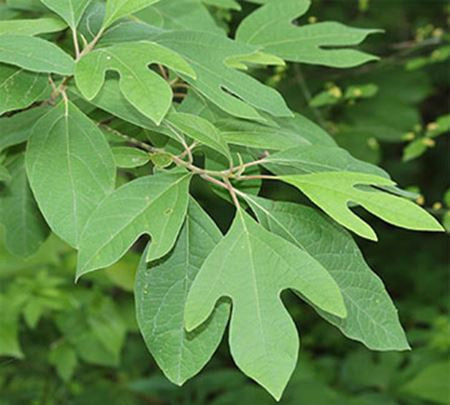 Sassafras Soap | A Wild Soap Bar