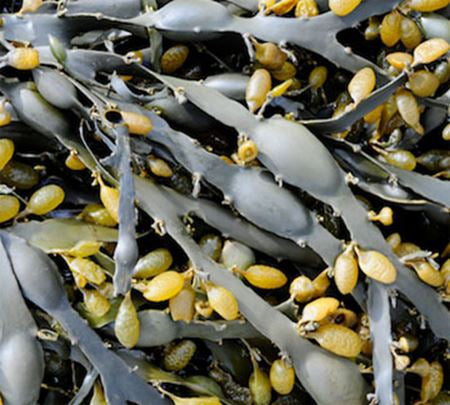 Seaweed Soap | A Wild Soap Bar - InRugCo Studio & Gift Shop