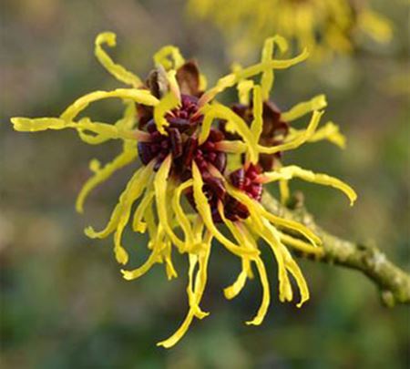 witch hazel soap a wild soap bar