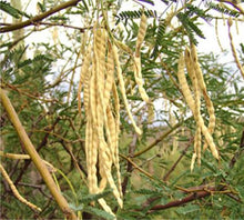 Load image into Gallery viewer, mesquite bean