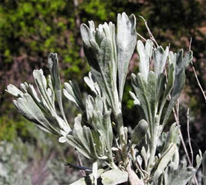 sagebrush
