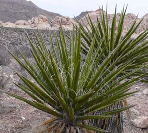 Yucca Root Soap | A Wild Soap Bar - InRugCo Studio & Gift Shop